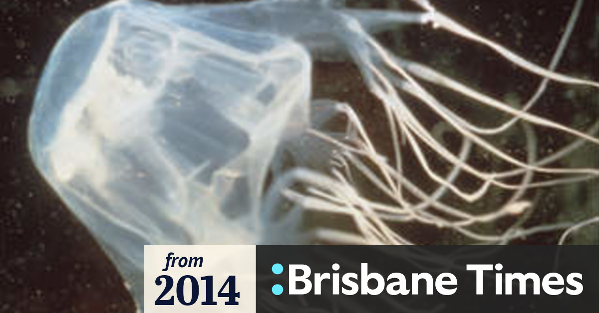 Vinegar still best for box jellyfish stings says top doctor
